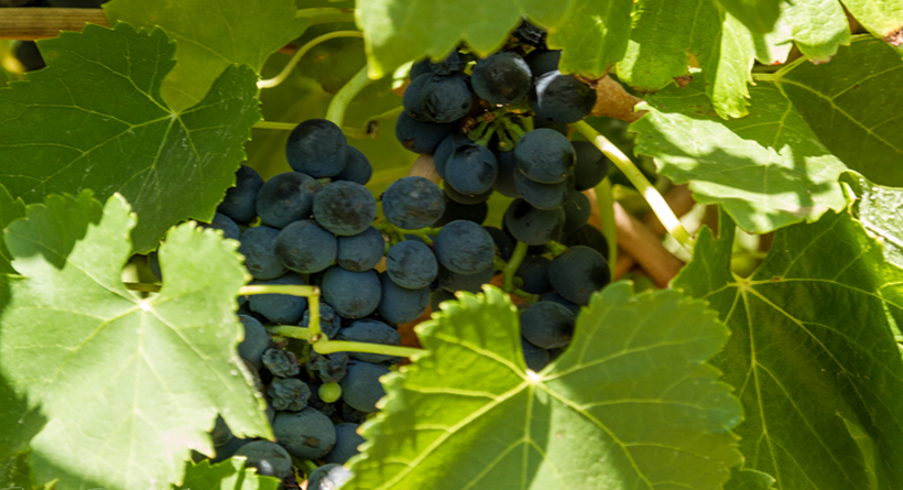 Virgara Wines grapes